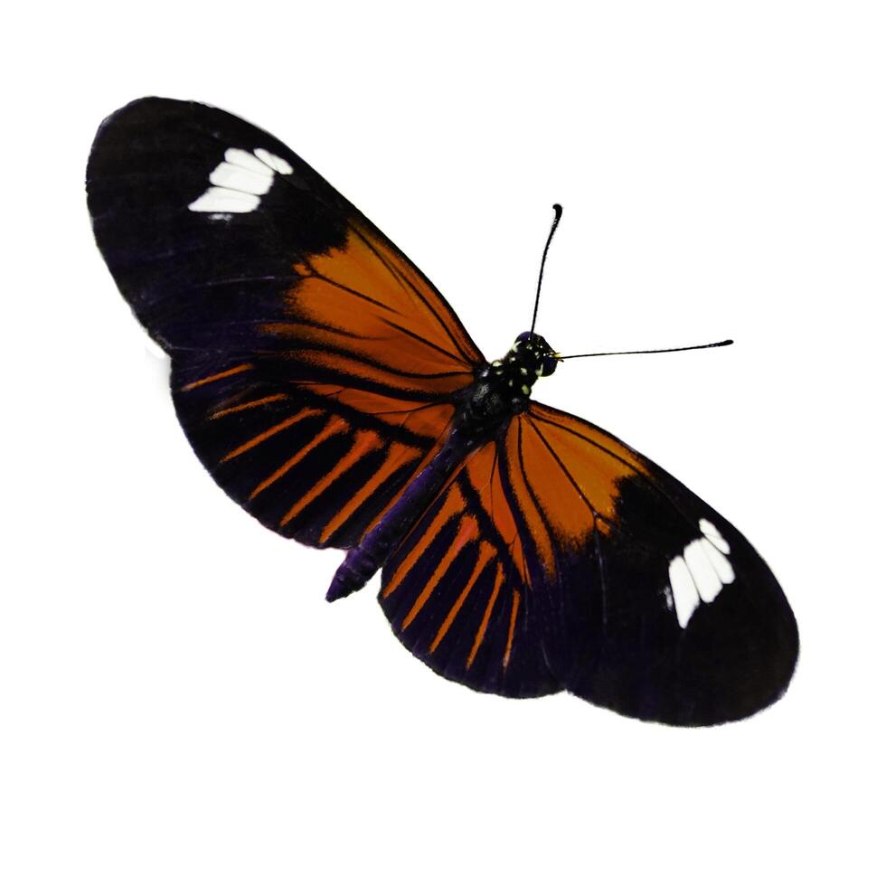 orange Schmetterling mit großen Flügeln Lady Schmetterlingsflügel fegen über auf Weiß. foto