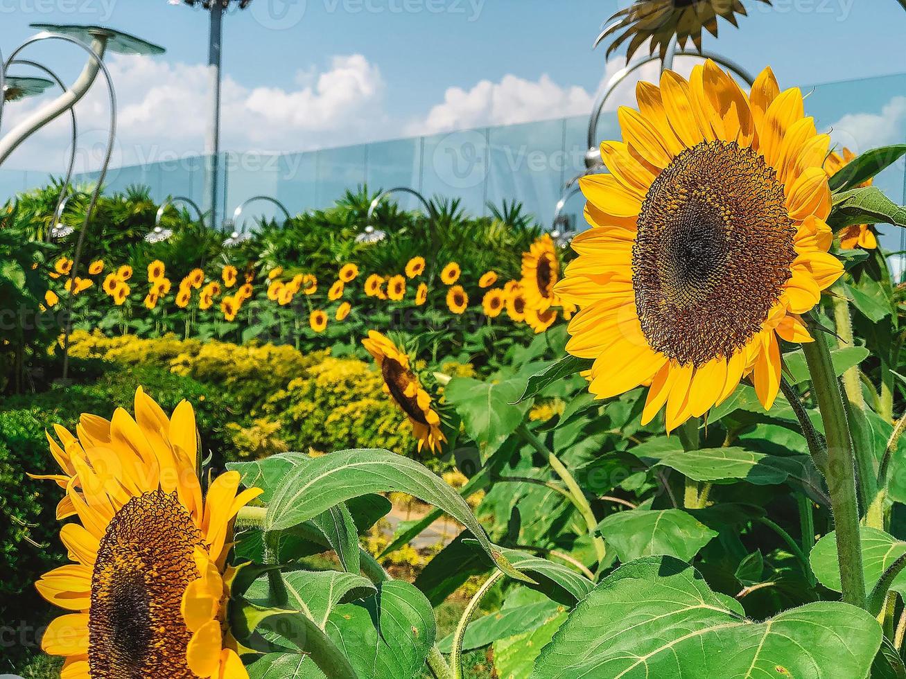 Sonnenblumen mit grünen Blättern im offenen Garten foto