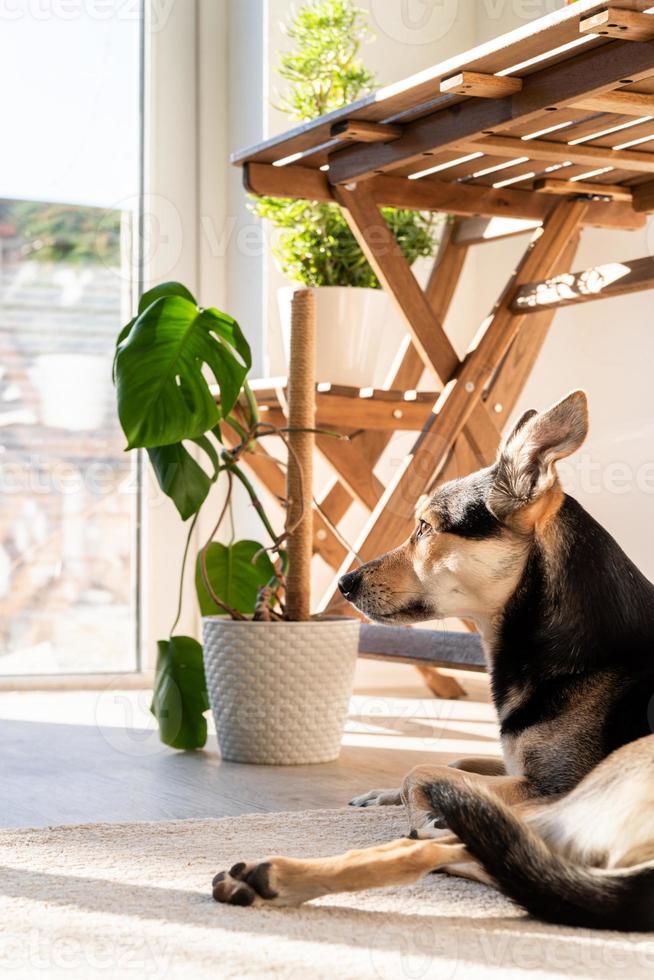 süßer Mischlingshund, der im Wohnzimmer auf dem Teppich schläft foto