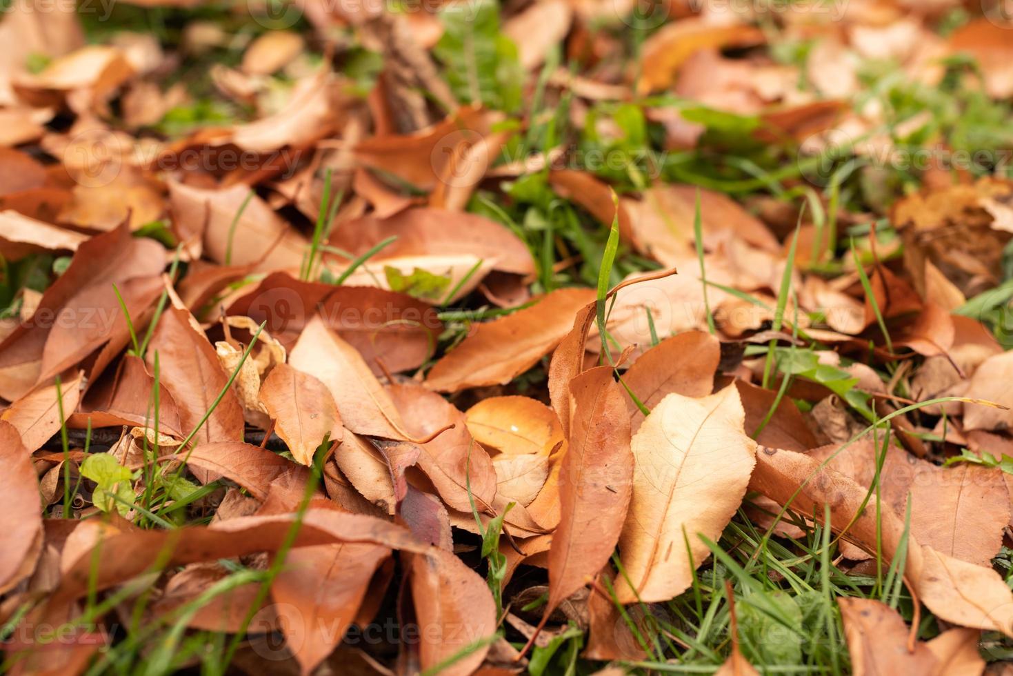 Herbst orange Blätter auf dem Gras im Freien foto