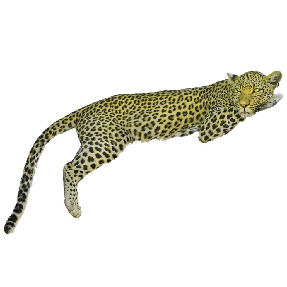 Gelbe Leopardentierzoo-Safari, die ihre Pfoten zusammen auf Weiß hängt foto