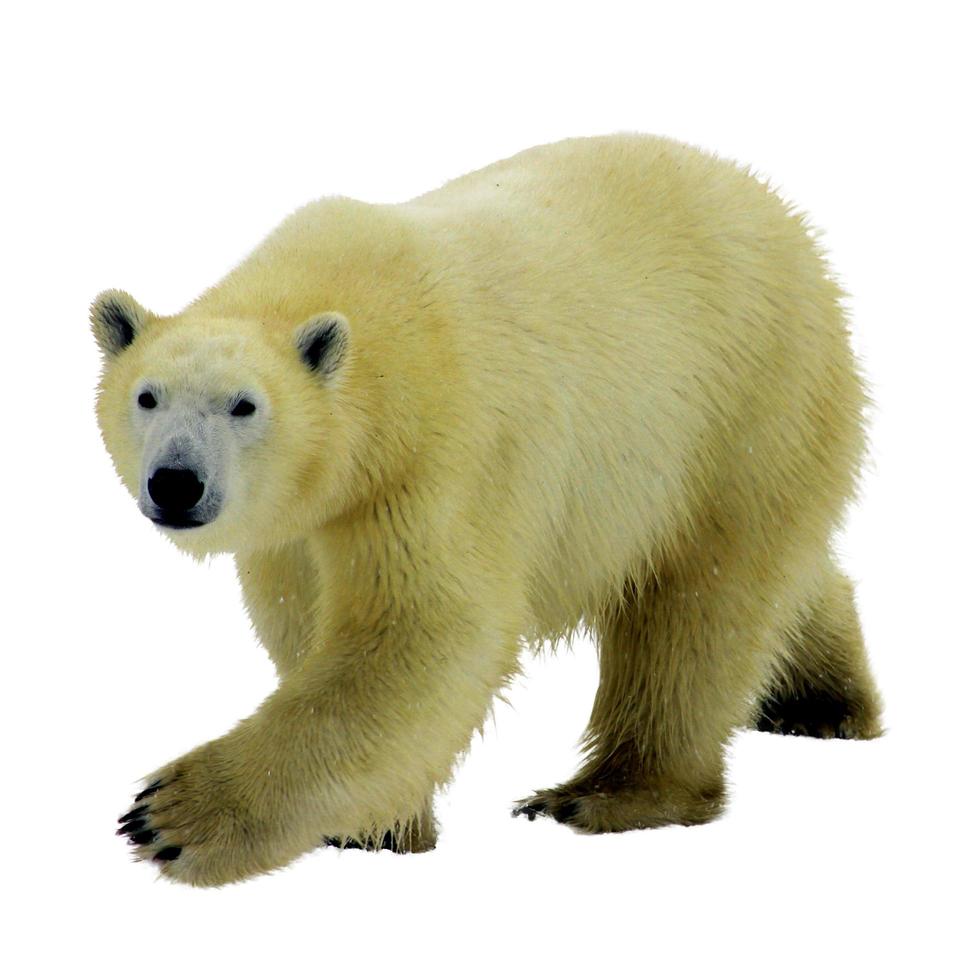 Weißbären-Tierzoo-Safari hängen ihre Pfoten zusammen auf Weiß foto