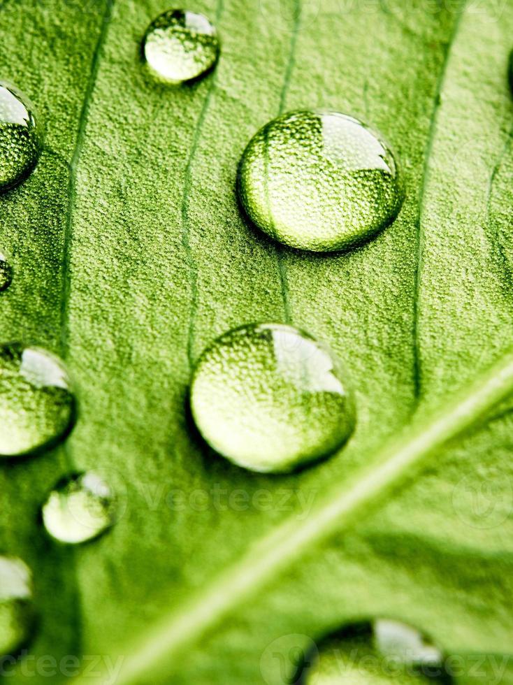 Grünes Blatt schöner Regenwassertropfen und Blatttexturnatur auf natürlichem Grün. foto