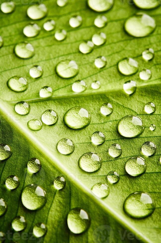 Grünes Blatt schöner Regenwassertropfen und Blatttexturnatur auf natürlichem Grün. foto