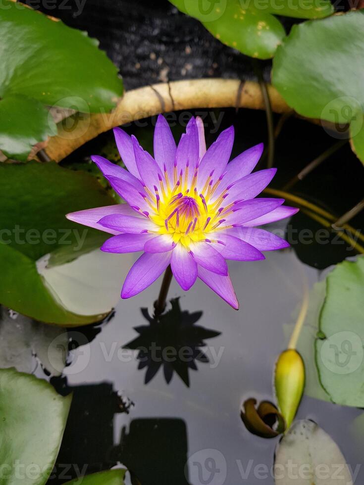 Lotusblüten sind lila mit vielen grünen Blättern, die im Teich wachsen foto