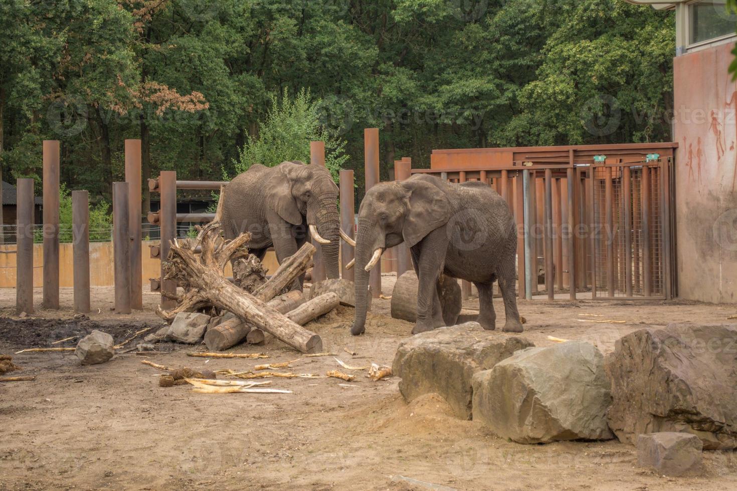 zwei Elefanten spielen in einem Käfig um einen Baumstamm foto