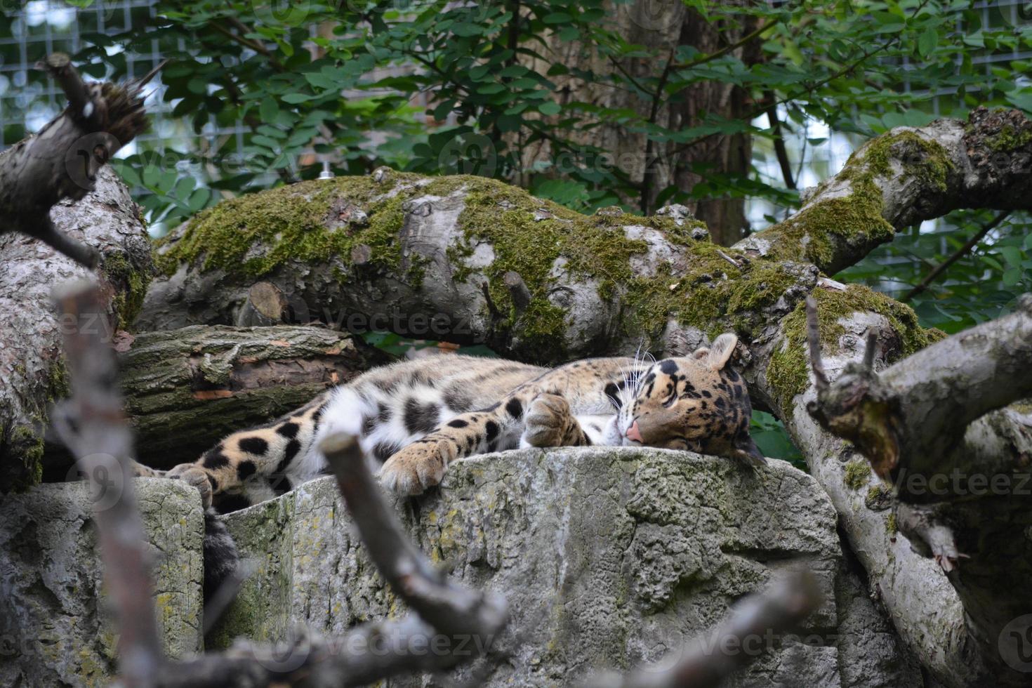 ein Leopard, der auf einem Felsen vor einem Hintergrund von Pflanzen schläft foto