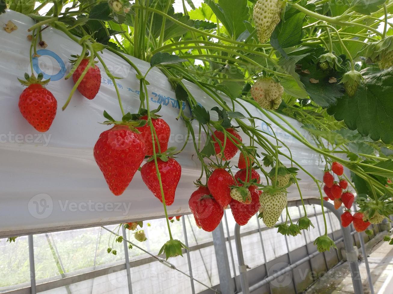 Erdbeerfrucht in Rot und Weiß wächst in der Pfeife foto