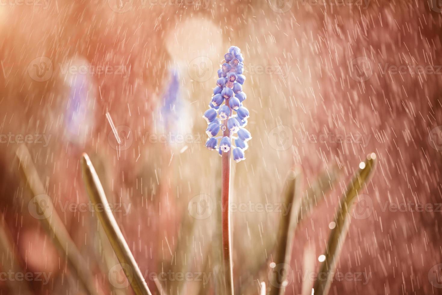 regnerische tropische lila blume natürlich mit exotischem blatt auf baumlandnatur. foto