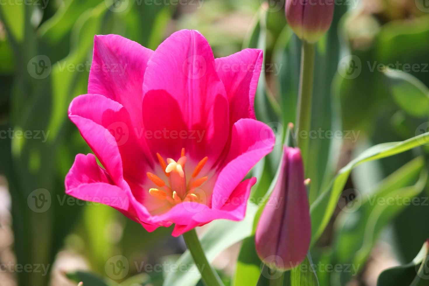 hellrosa tropische blume schöner blumenstrauß mit exotischem grünem blatt auf landnatur. foto