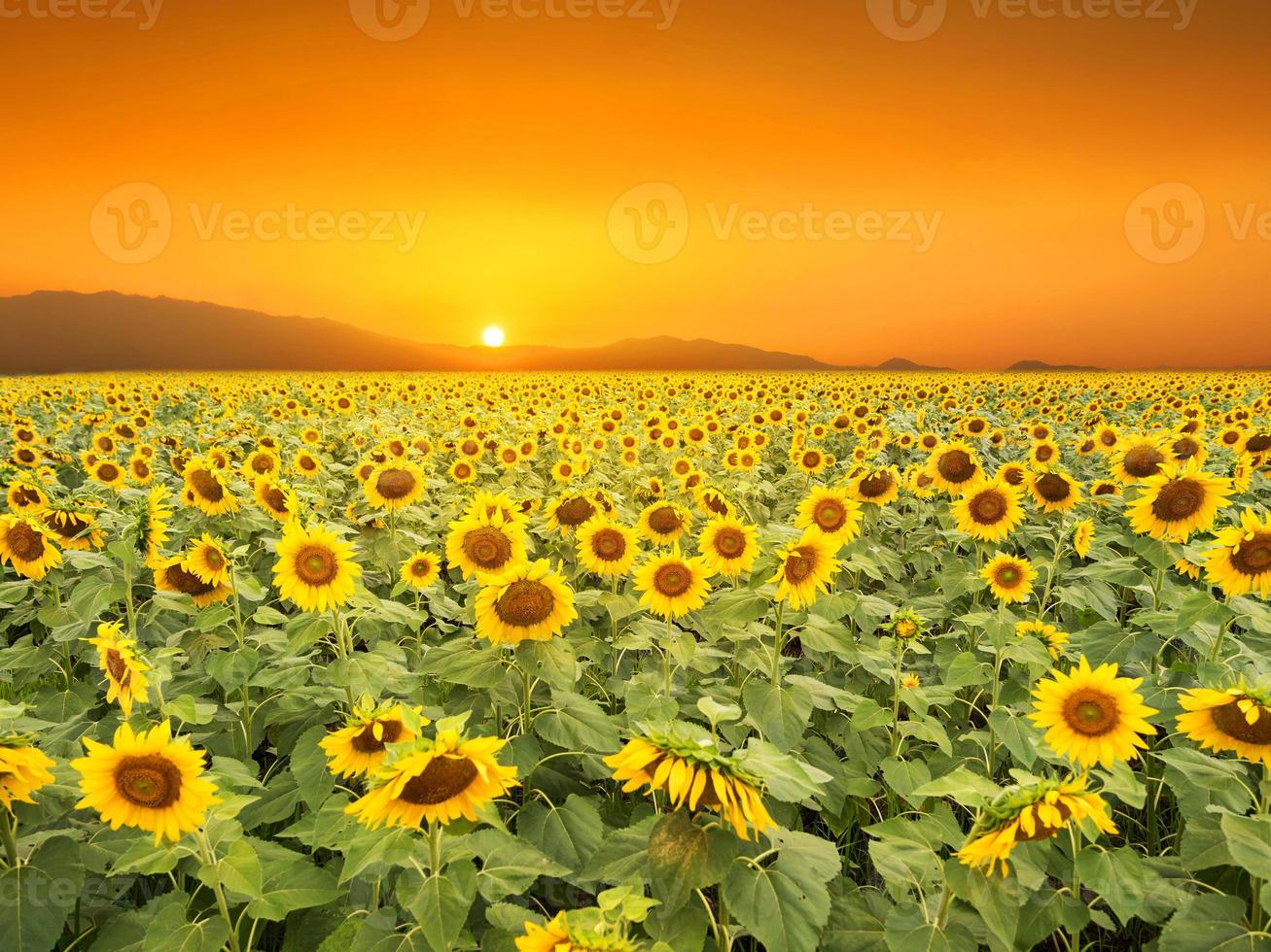 Gelbe Sonnenblume tropischer schöner Blumenstrauß mit exotischem grünem Blatt auf Landnatur. foto