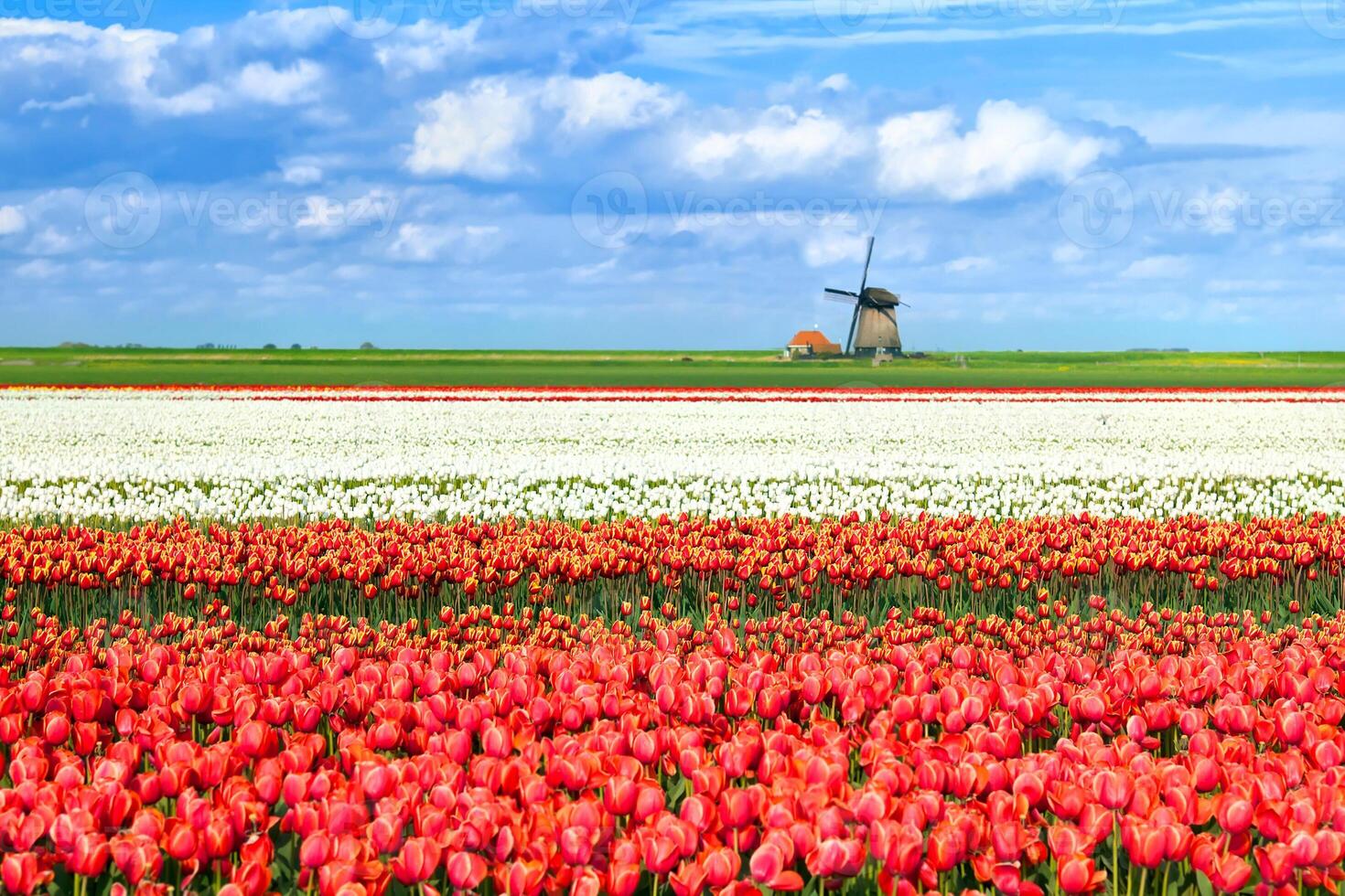 Rote Tulpe tropischer Blumenstrauß mit exotischem grünem Blatt auf der Landnatur. foto