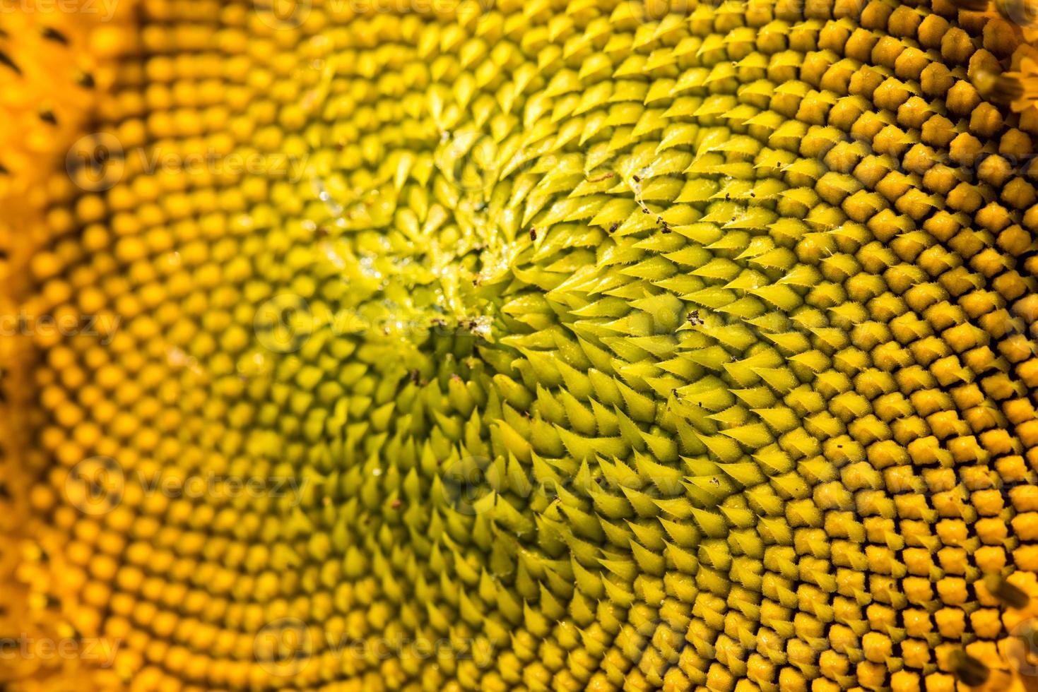 Gelbe Sonnenblume tropischer schöner Blumenstrauß mit exotischem grünem Blatt auf Landnatur. foto