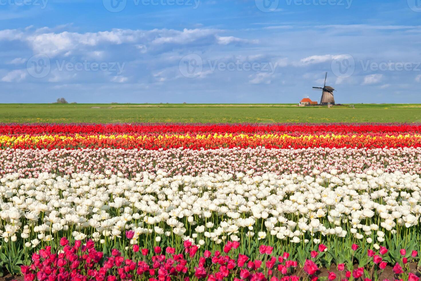 hellweißer tropischer Blumenstrauß mit exotischem grünem Blatt auf der Landnatur. foto