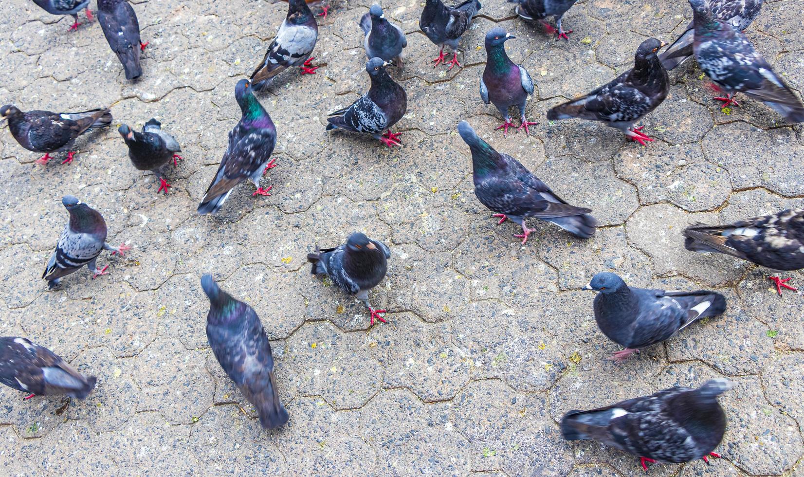 viele Taubenvögel in der Stadt Plaza San Jose Costa Rica. foto