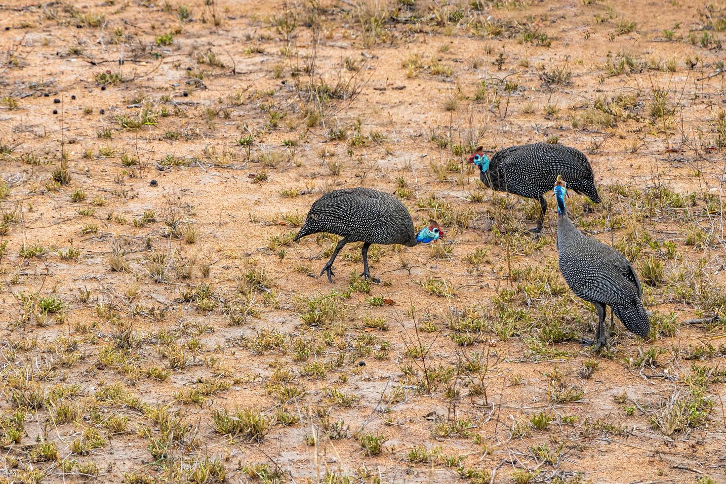 Helm Perlhuhn Vögel Krüger Nationalpark Safari Südafrika. foto