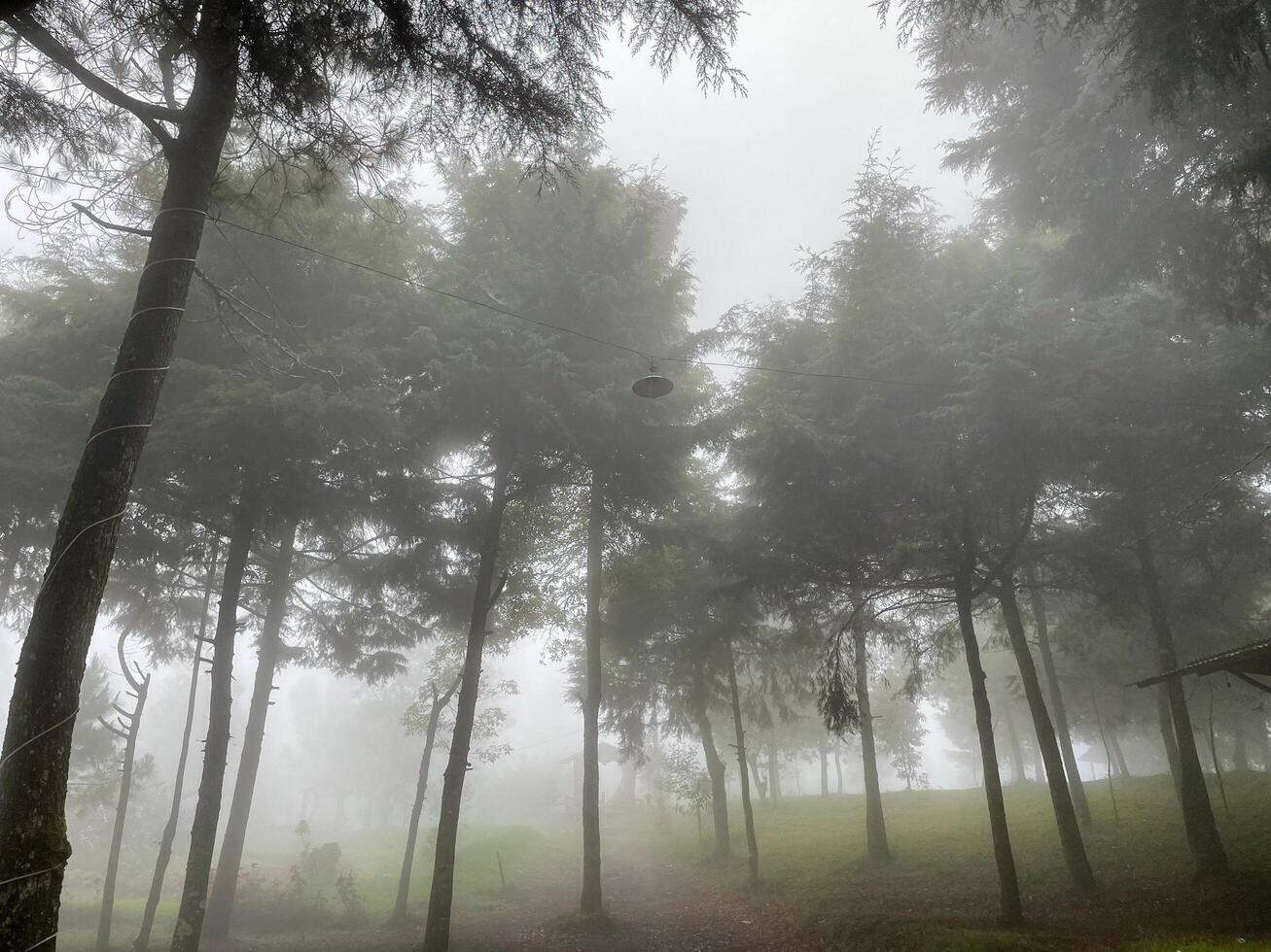 neblige Waldlandschaftsansicht. die Morgennuance im Wald ist eiskalt und sieht dennoch friedlich aus. der angenehme Ort, um zu entkommen. foto