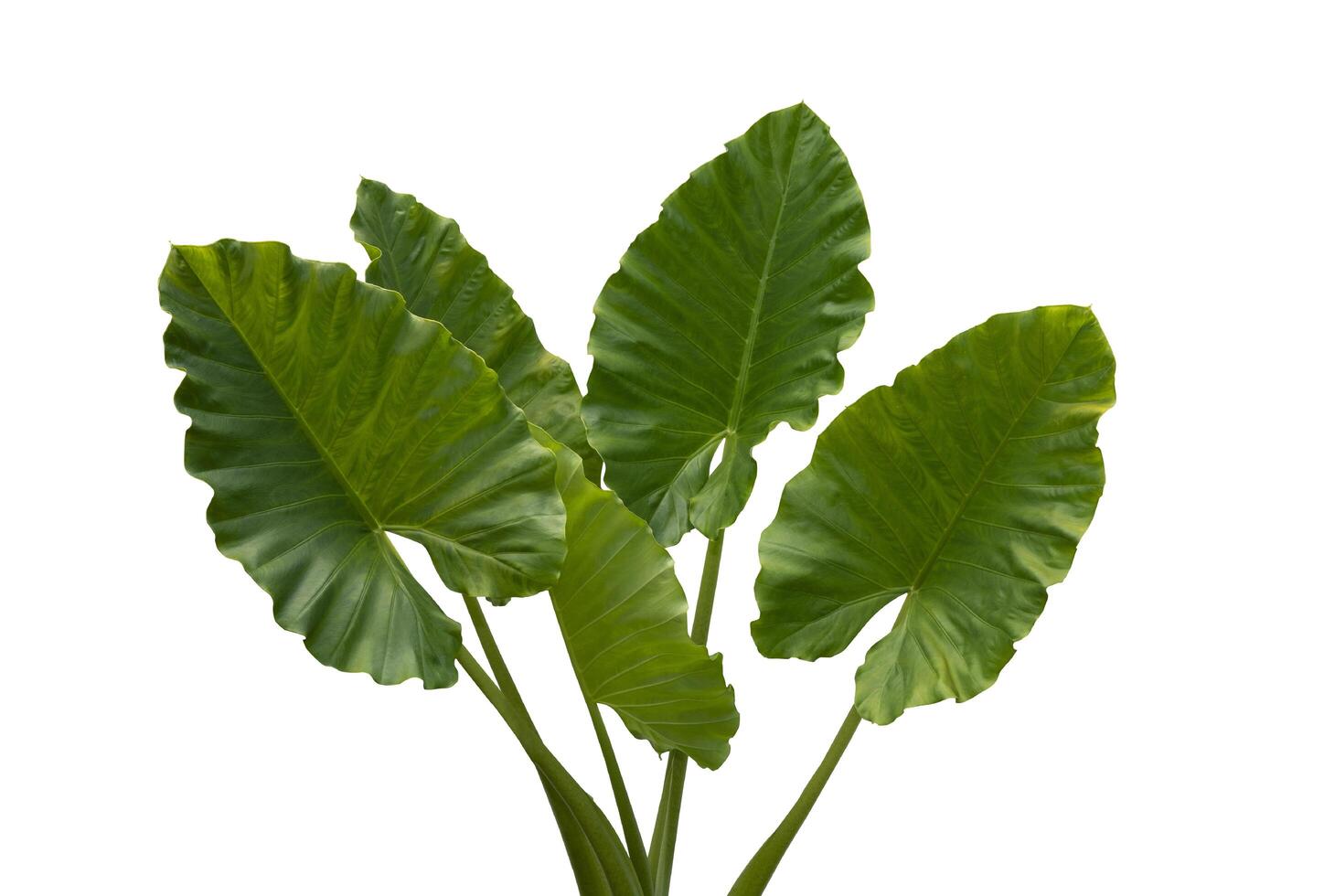 Alocasia-Blatt, grünliche Heimpflanze isoliert auf weißem Hintergrund. botanische Sammlung von Wild- und Gartenpflanzen. schöne Pflanzenobjekte. foto