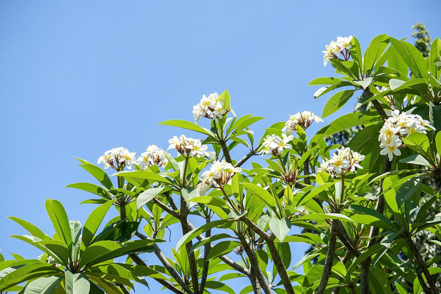 eine weiße Kamboja oder Plumeria, eine schöne Blume, die lange leben kann und in Jahren blüht. eine in asien häufig anzutreffende blumenpflanze. foto