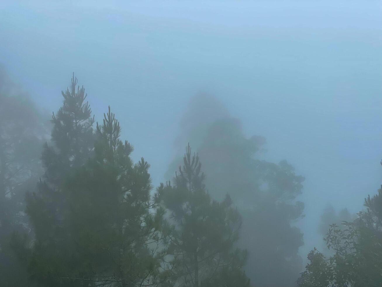 neblige Waldlandschaftsansicht. die Morgennuance im Wald ist eiskalt und sieht dennoch friedlich aus. der angenehme Ort, um zu entkommen. foto