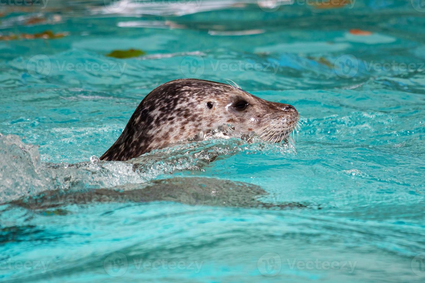 Hafensiegel. Säugetier und Säugetiere. Wasserwelt und Fauna. Tierwelt und Zoologie. foto