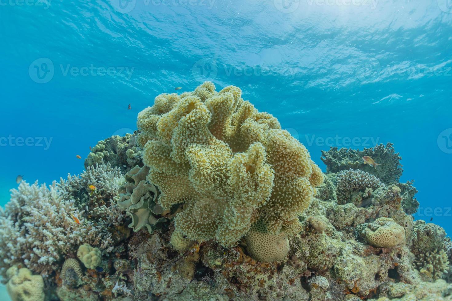 Korallenriff und Wasserpflanzen im Roten Meer, Eilat Israel foto