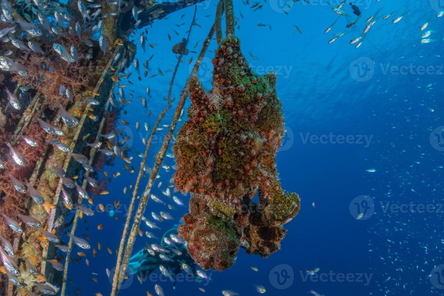 fische schwimmen im roten meer, bunte fische, eilat israel foto