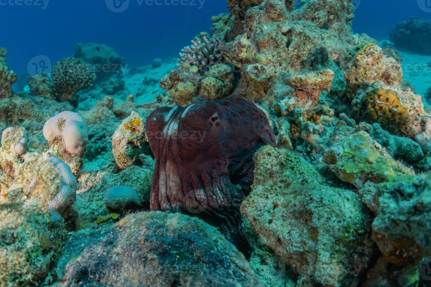 Tintenfischkönig der Tarnung im Roten Meer, Eilat Israel, foto