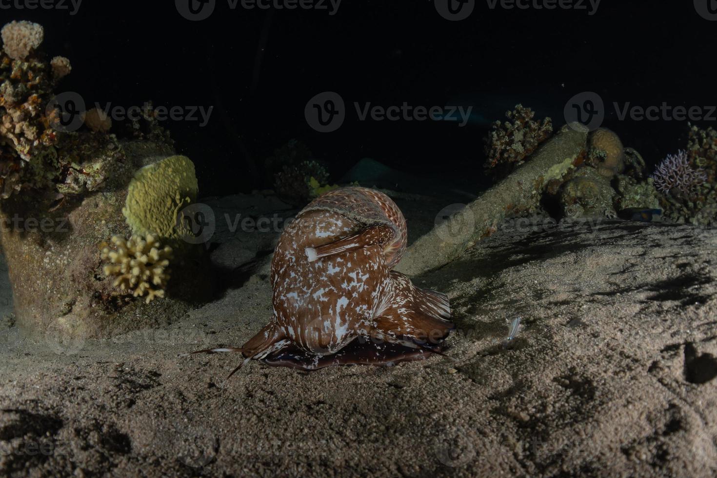 Tintenfischkönig der Tarnung im Roten Meer, Eilat Israel, foto