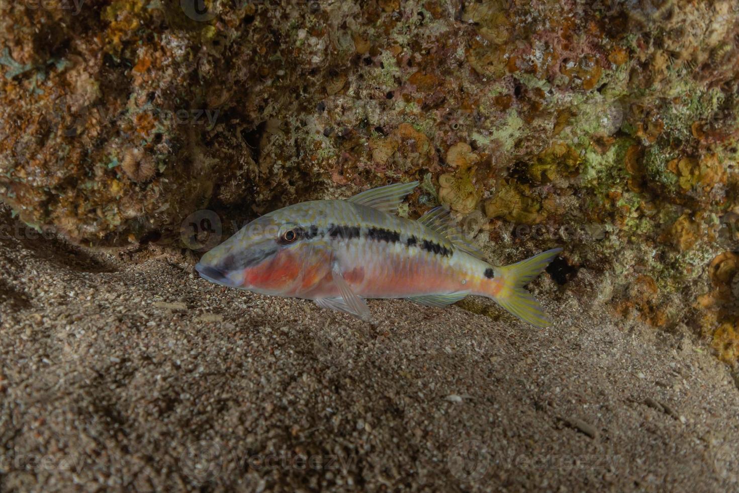 fische schwimmen im roten meer, bunte fische, eilat israel foto