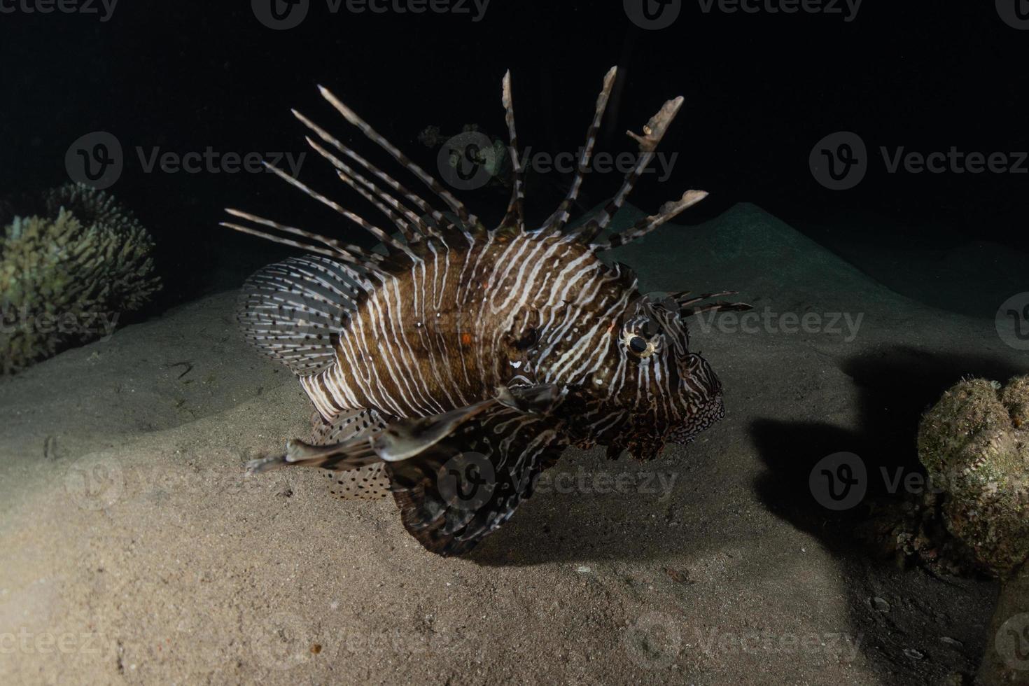 Rotfeuerfisch im Roten Meer bunter Fisch, Eilat Israel foto