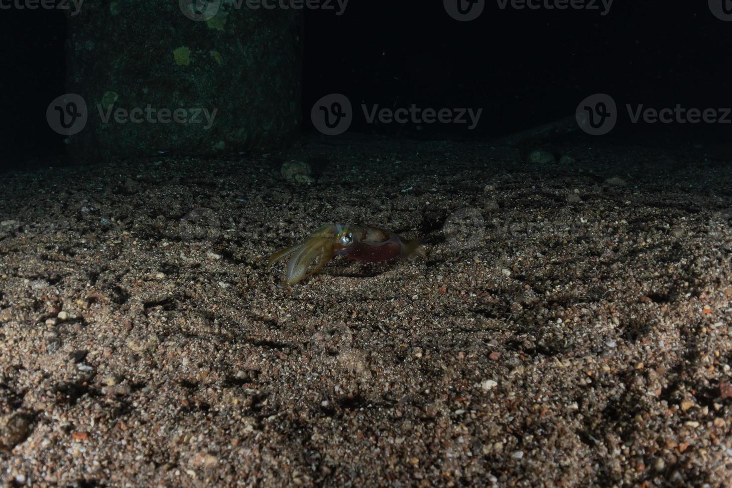 Tintenfisch im Roten Meer bunt und schön, Eilat Israel foto