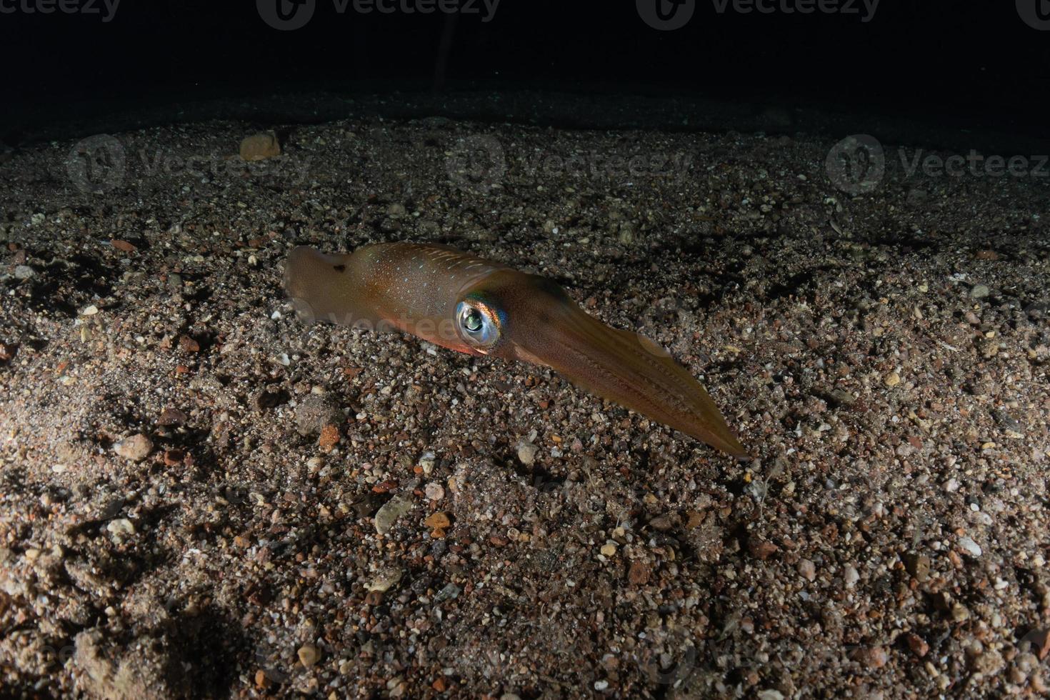 Tintenfisch im Roten Meer bunt und schön, Eilat Israel foto