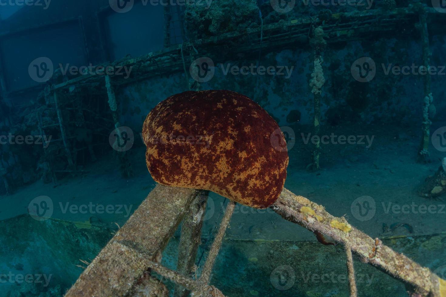 Tintenfischkönig der Tarnung im Roten Meer, Eilat Israel, foto