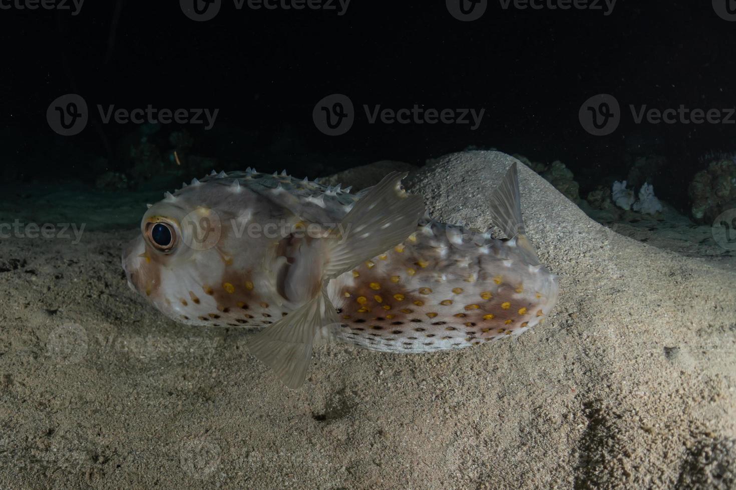 fische schwimmen im roten meer, bunte fische, eilat israel foto