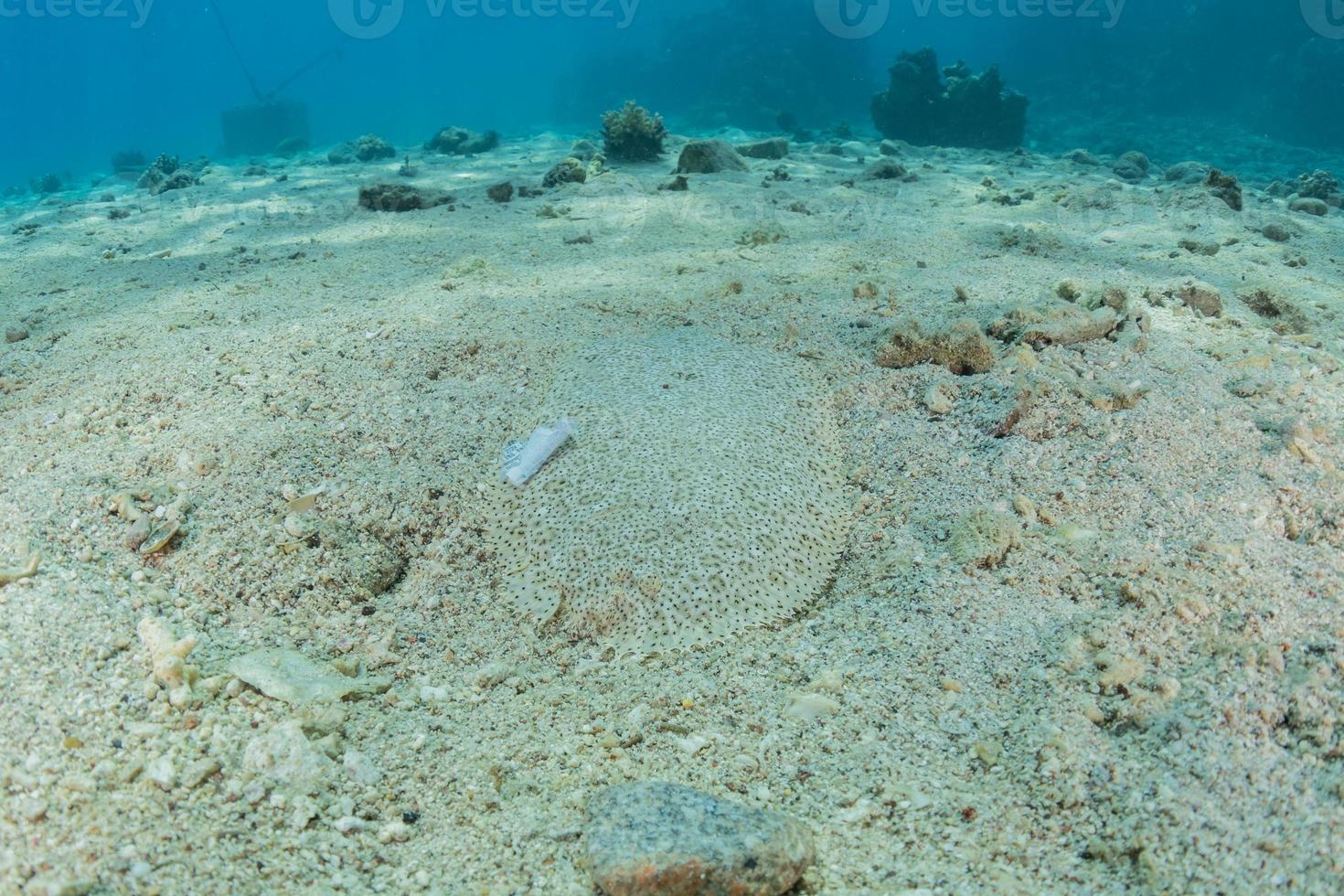 fische schwimmen im roten meer, bunte fische, eilat israel foto