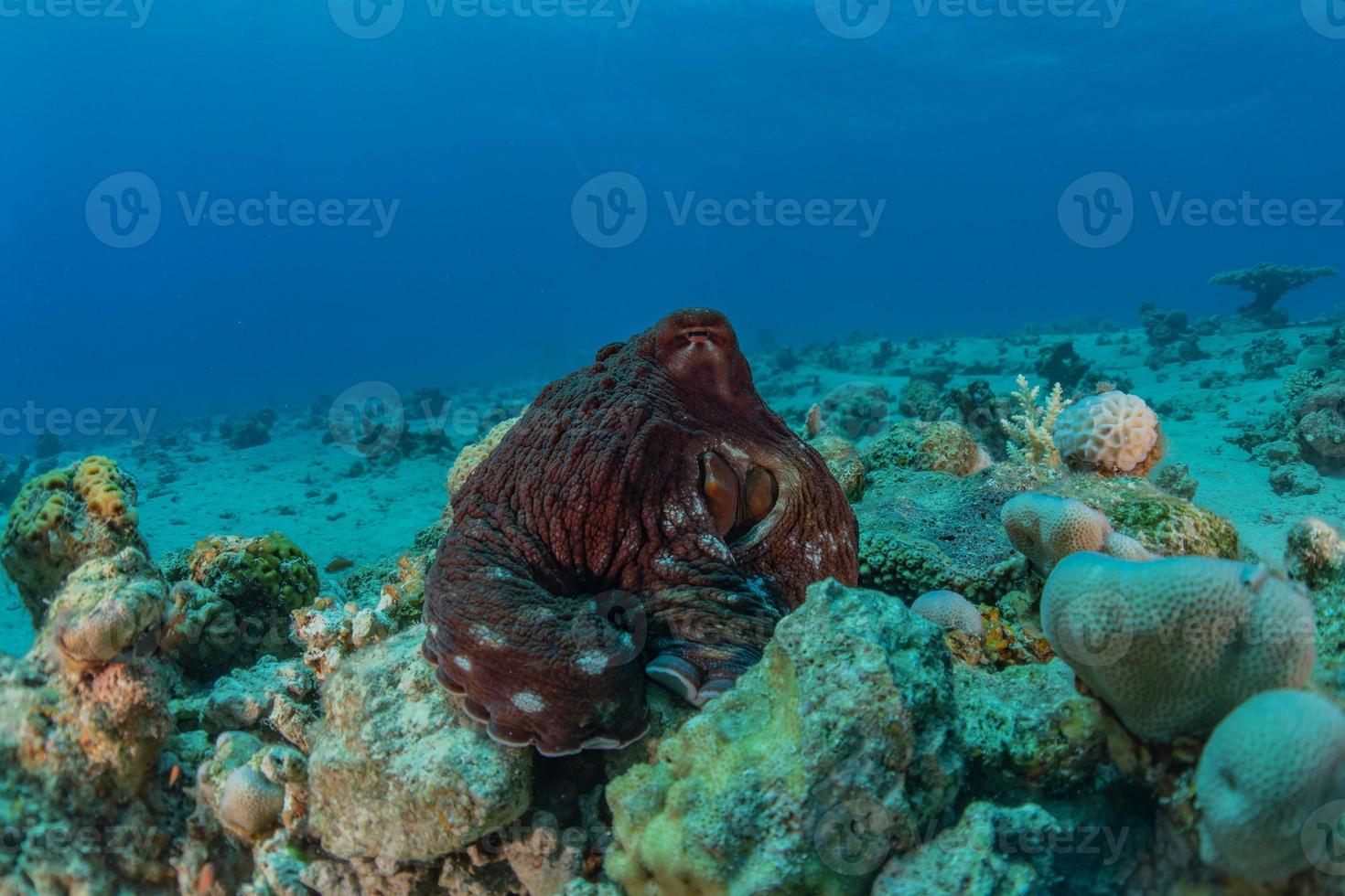 Tintenfischkönig der Tarnung im Roten Meer, Eilat Israel, foto