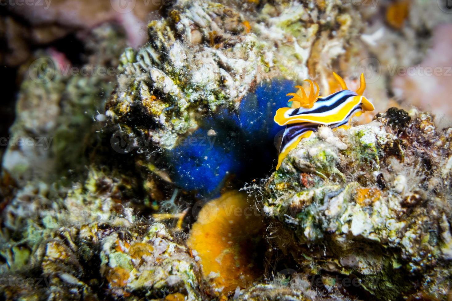 Seeschnecke im Roten Meer bunt und schön, Eilat Israel foto