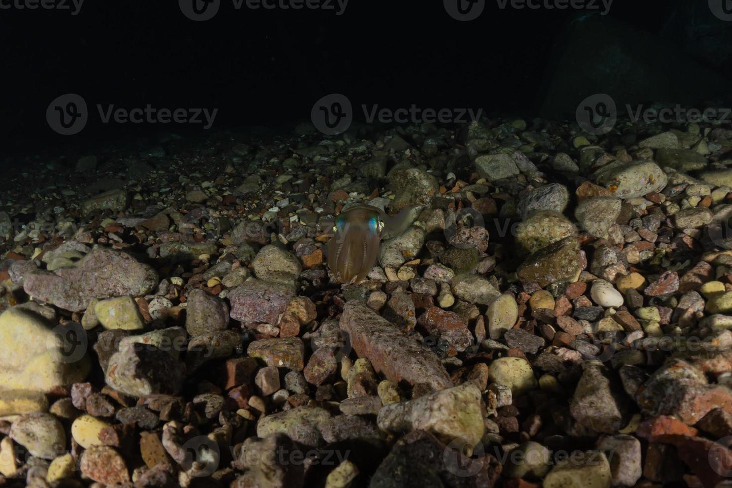 Tintenfisch im Roten Meer bunt und schön, Eilat Israel foto