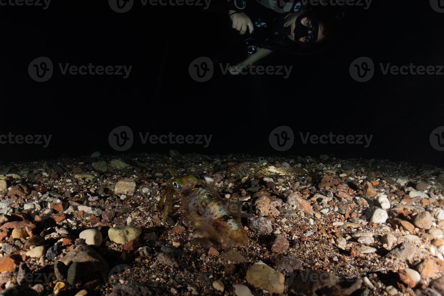 Tintenfisch im Roten Meer bunt und schön, Eilat Israel foto