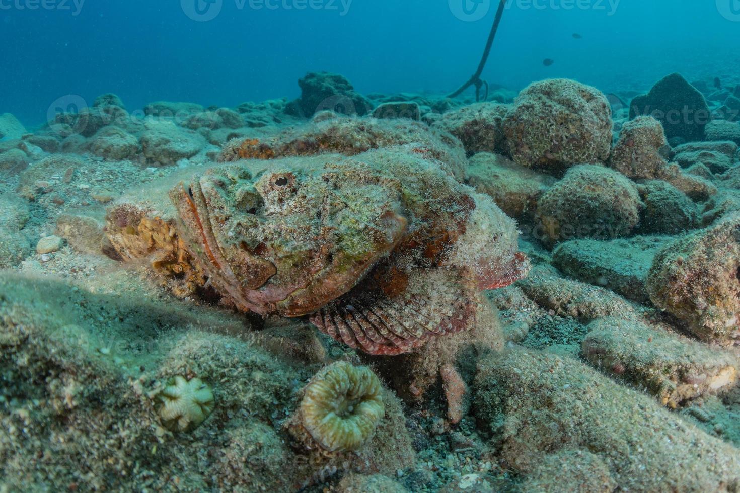 fische schwimmen im roten meer, bunte fische, eilat israel foto