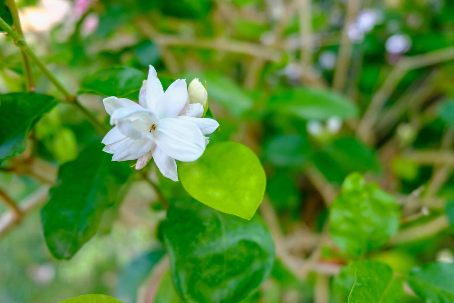 weiße Jasminblume mit grünem Blattnaturhintergrund foto