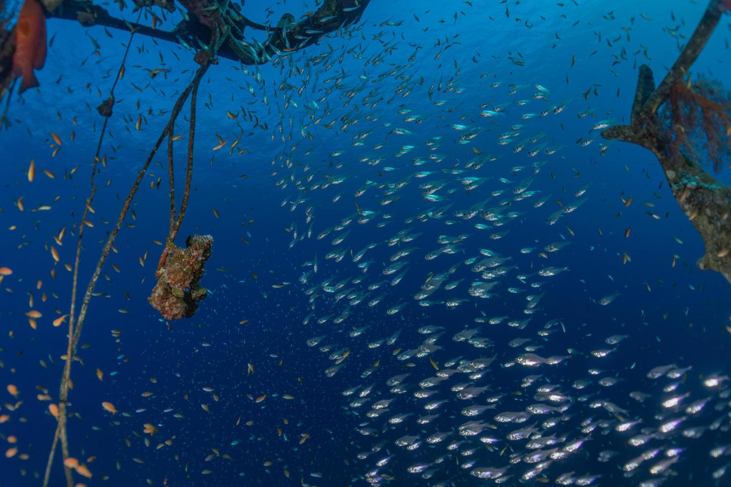 fische schwimmen im roten meer, bunte fische, eilat israel foto