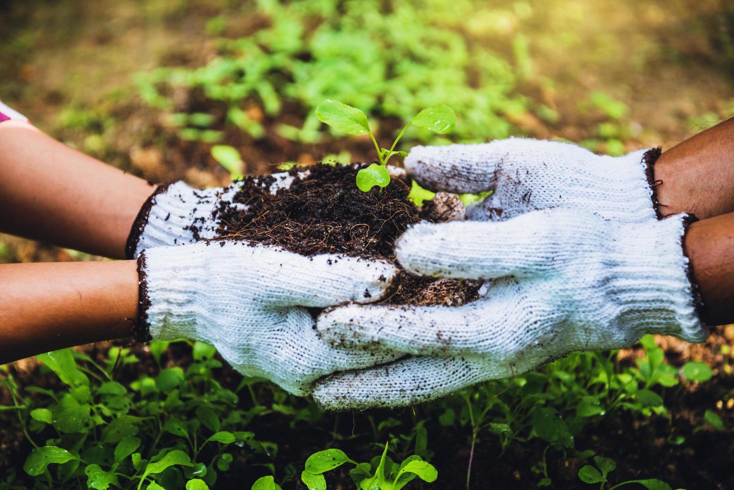 Paare helfen beim Gemüseanbau. den Gemüsegartenanbau in den Boden eingraben und das frühe Wachstum abtrennen. Pflanzengemüse Chinakohl foto