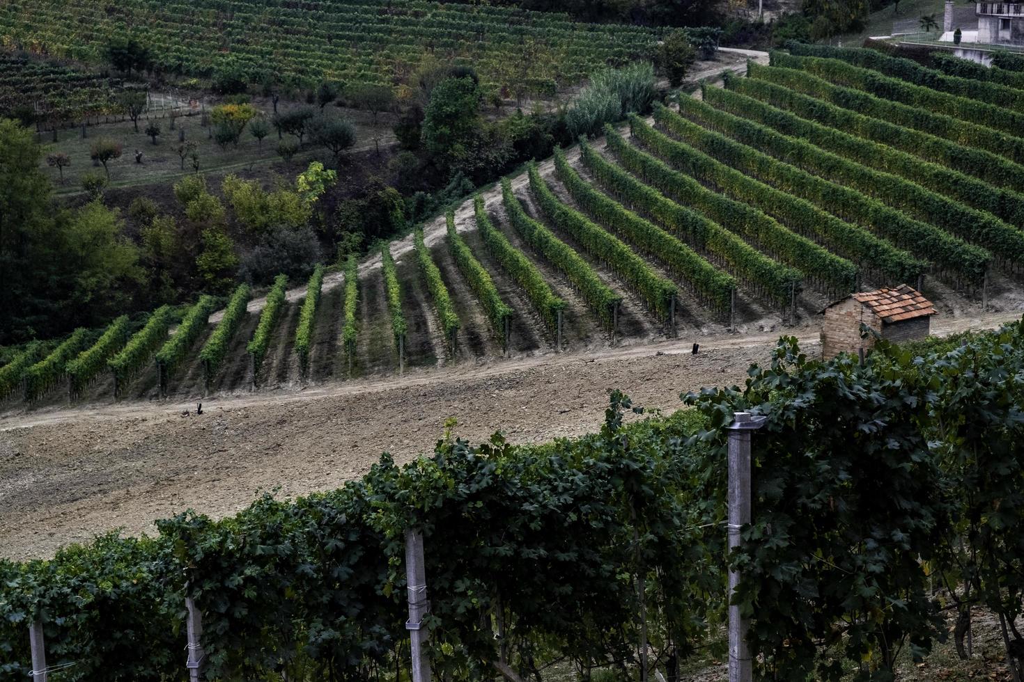 die Weinberge in der piemontesischen Langhe im Herbst zur Zeit der Weinlese foto