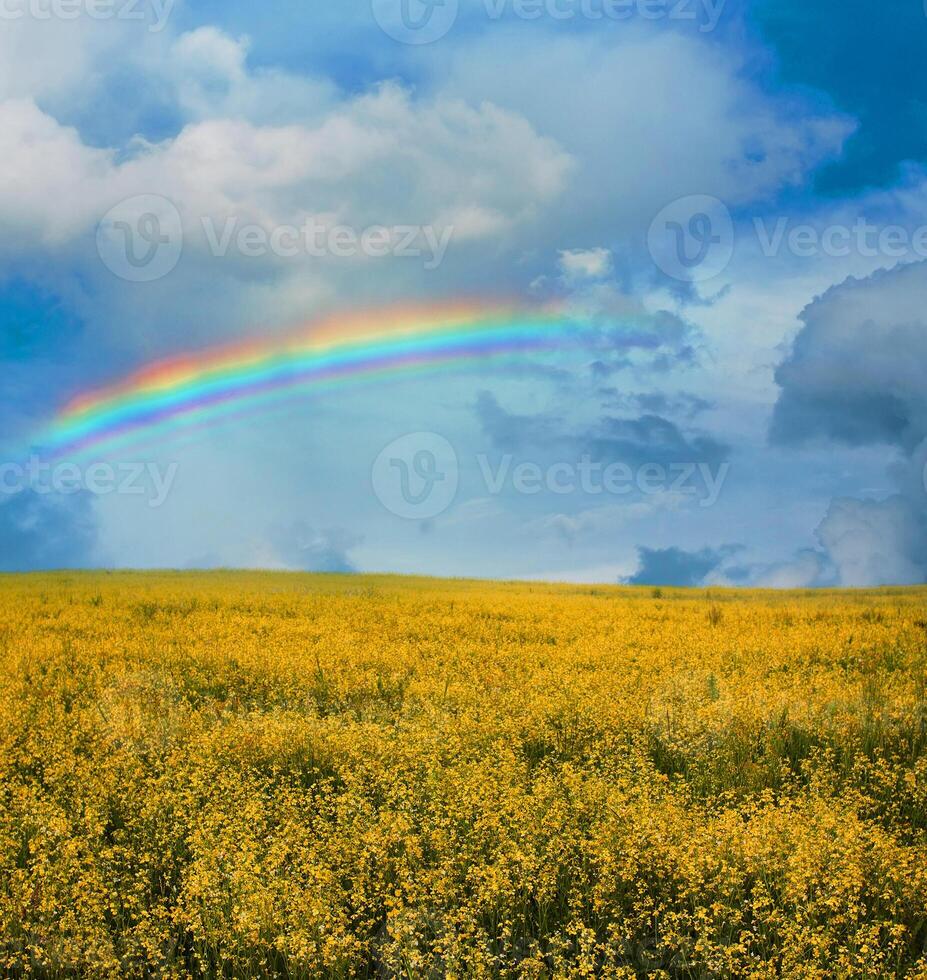 Regenbogen buntes Ambiente Sommer sonniger Fichtenwald mit Gras und Bäumen auf Orange foto