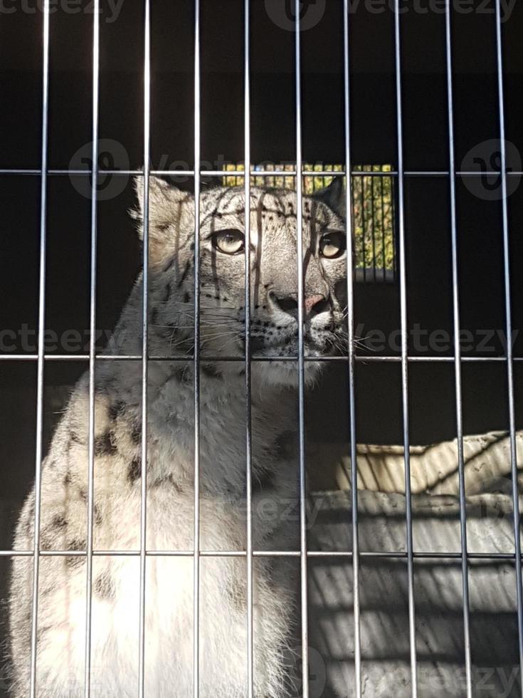 ein weißer Leopard träumt in seinem Käfig foto