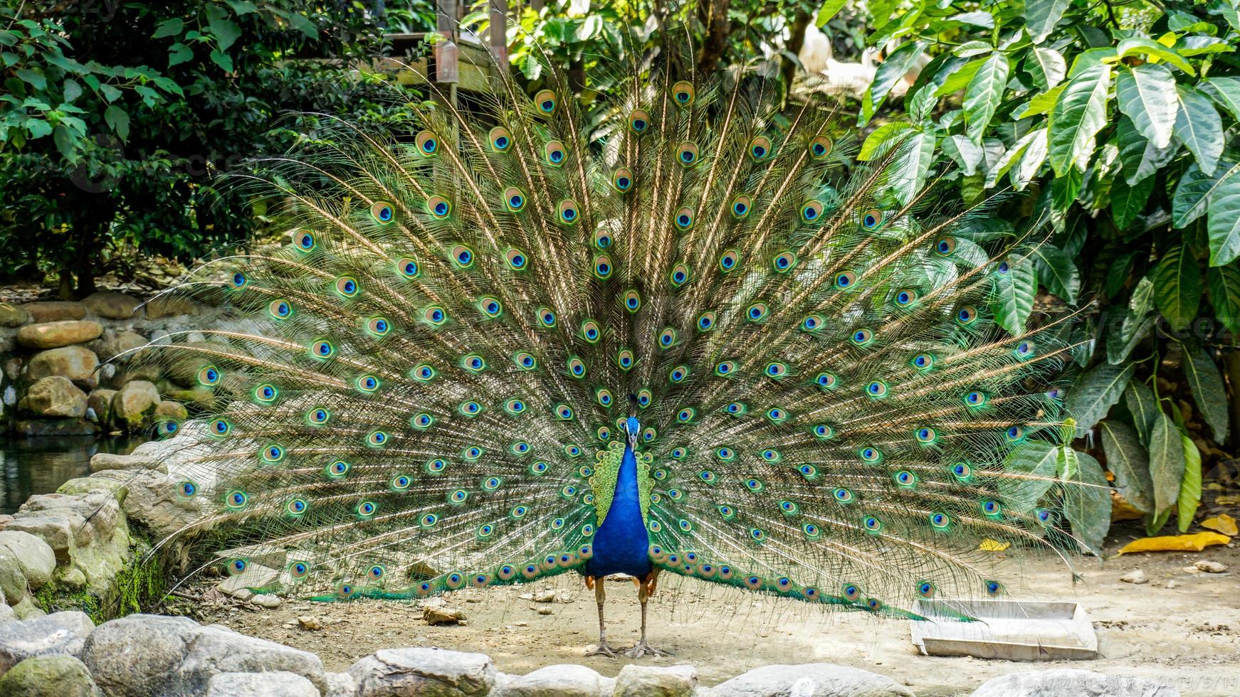 ein Pfau, der schöne Federn in einem Käfig zeigt foto