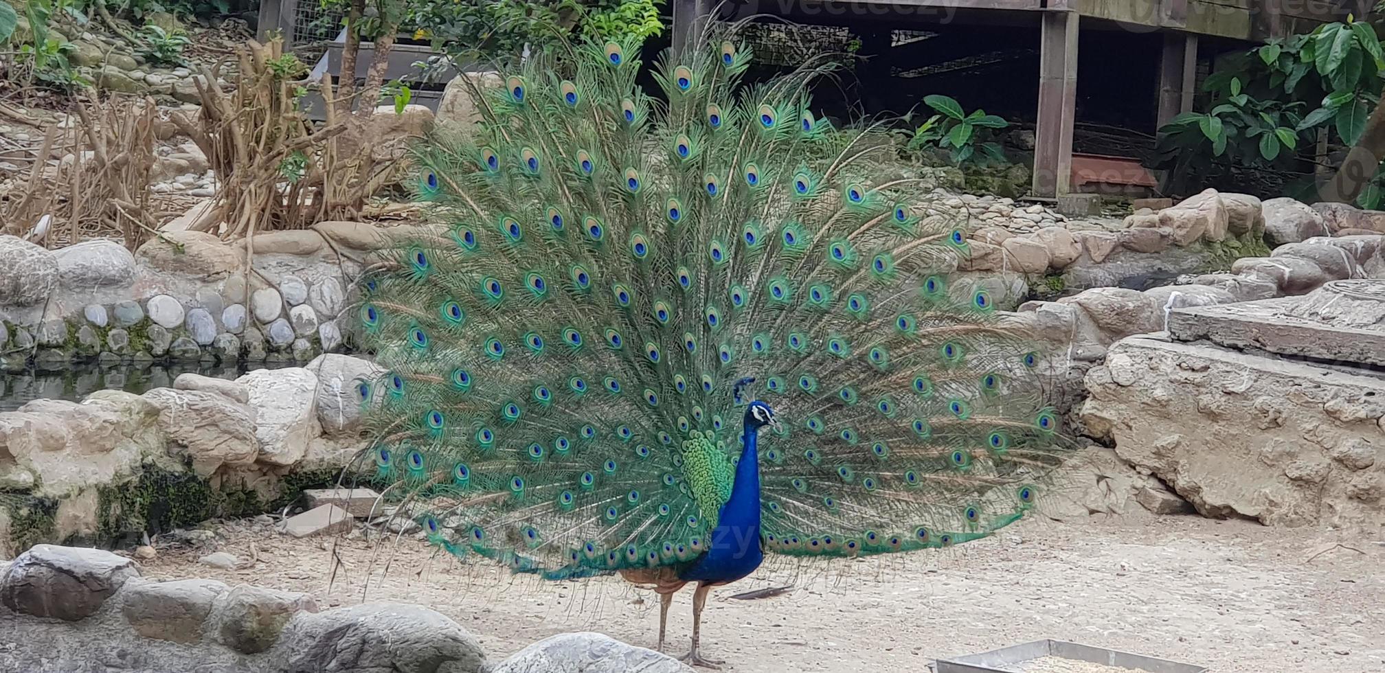 ein Pfau, der seine schönen Federn zur Schau stellt foto