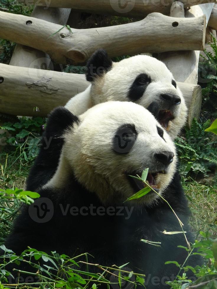 zwei weiße und schwarze Pandas mit einem unscharfen Hintergrund foto